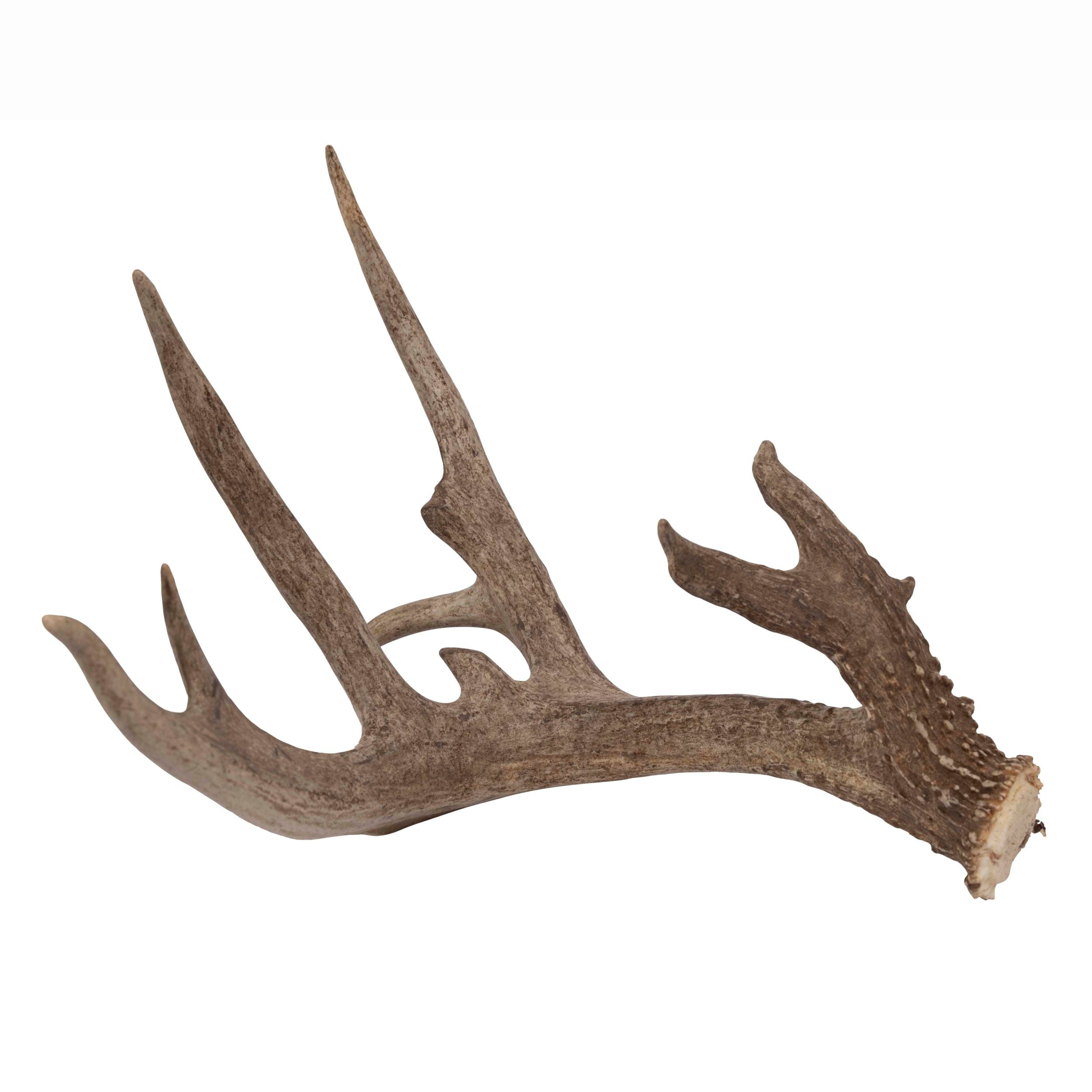 Naturally shed deer antlers with rich texture and organic form. Ideal for rustic or Western home décor—perfect as centerpieces, wall accents, or display pieces. Each antler is one-of-a-kind.
