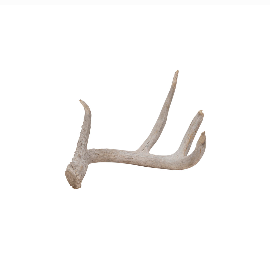Deer Antlers