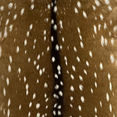 Axis deer hide swatch