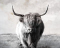 Highland Cow 1
