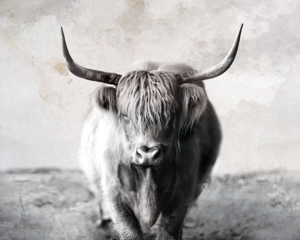 Highland Cow 1