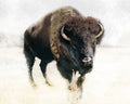 Prairie 1