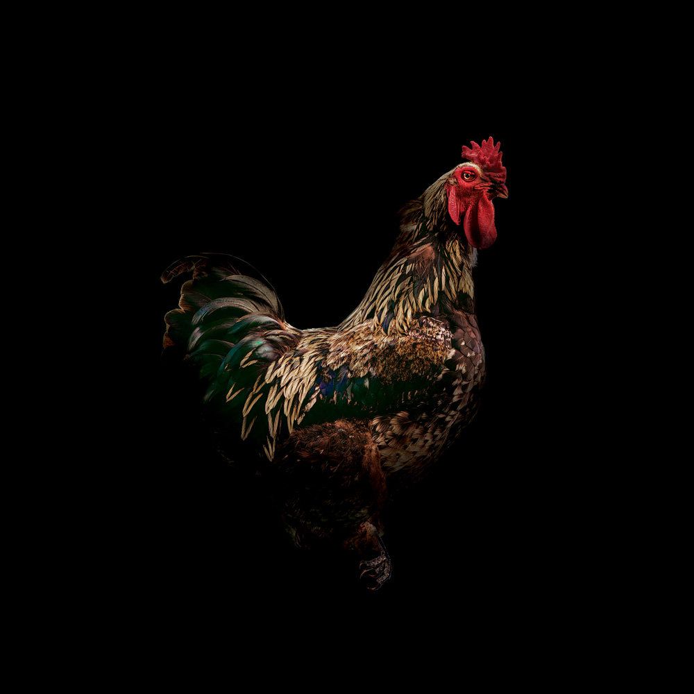 Strut 1