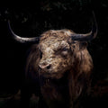 The Bull 1