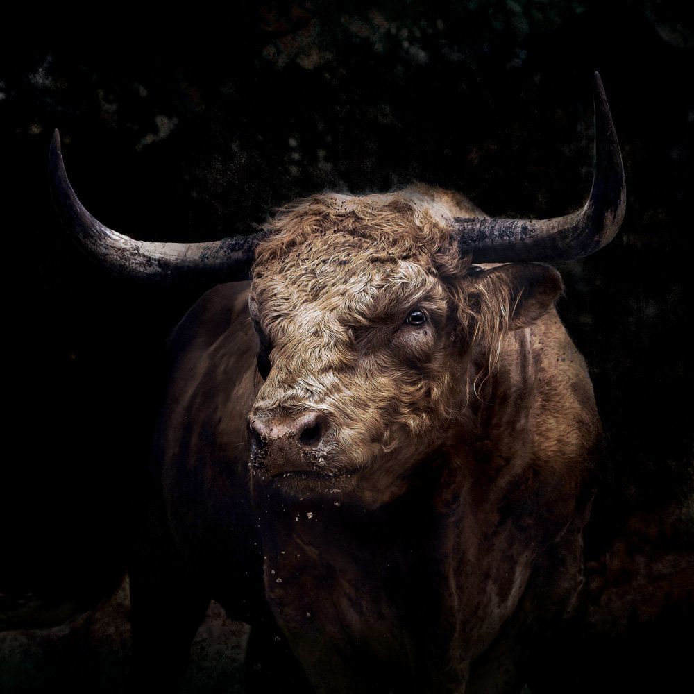 The Bull 1