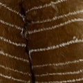 Exotic kudu hide swatch