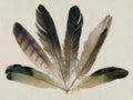 Feather Fan 1
