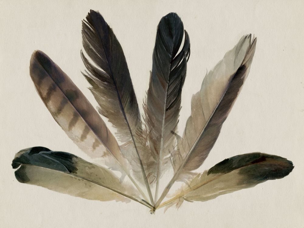 Feather Fan 1