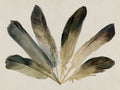 Feather Fan 2
