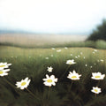 Wild Daisies 1 Wall Art