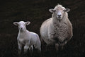 Counting Sheep 1 Wall Art