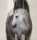 Lady Gray 1 Wall Art