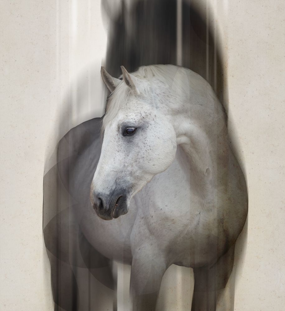 Lady Gray 1 Wall Art