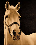 Stud 2 Wall Art
