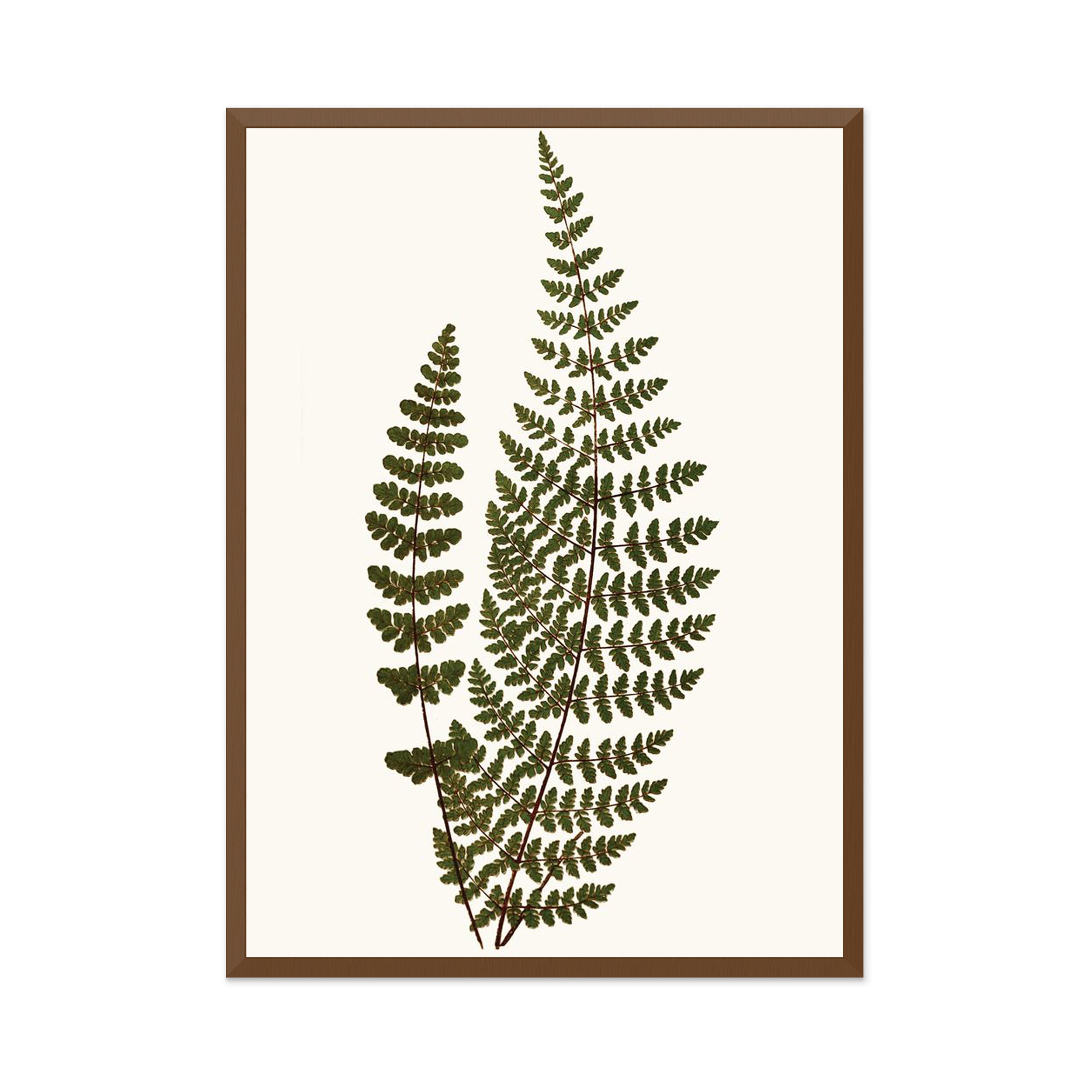 Elevated Undergrowth 6 Wall Art
