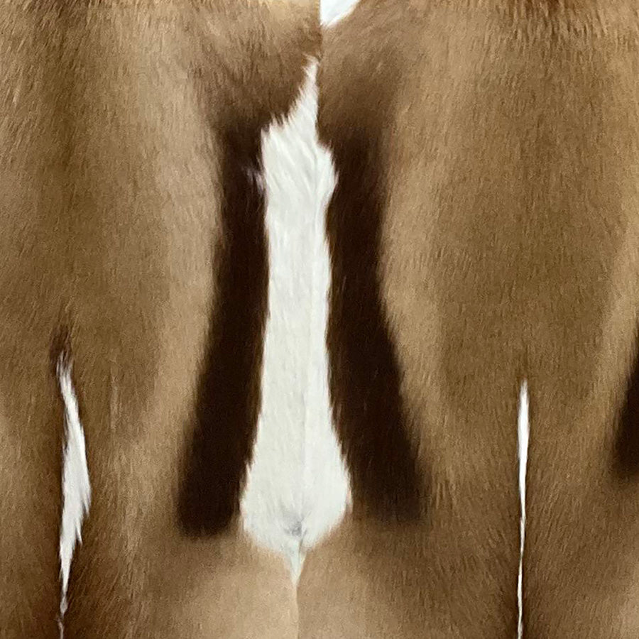 Exotic springbok hide swatch