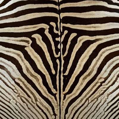 Exotic zebra hide swatch