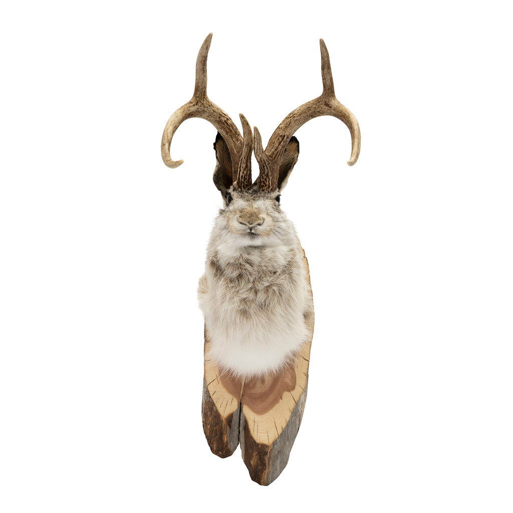 Jackalope Mount