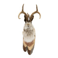 Jackalope Mount