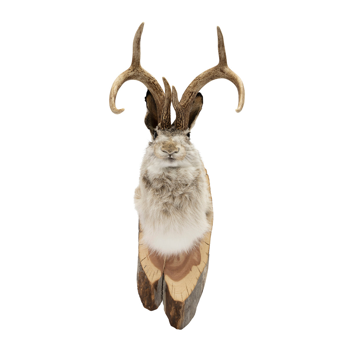 Jackalope Mount