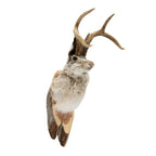 Jackalope Mount